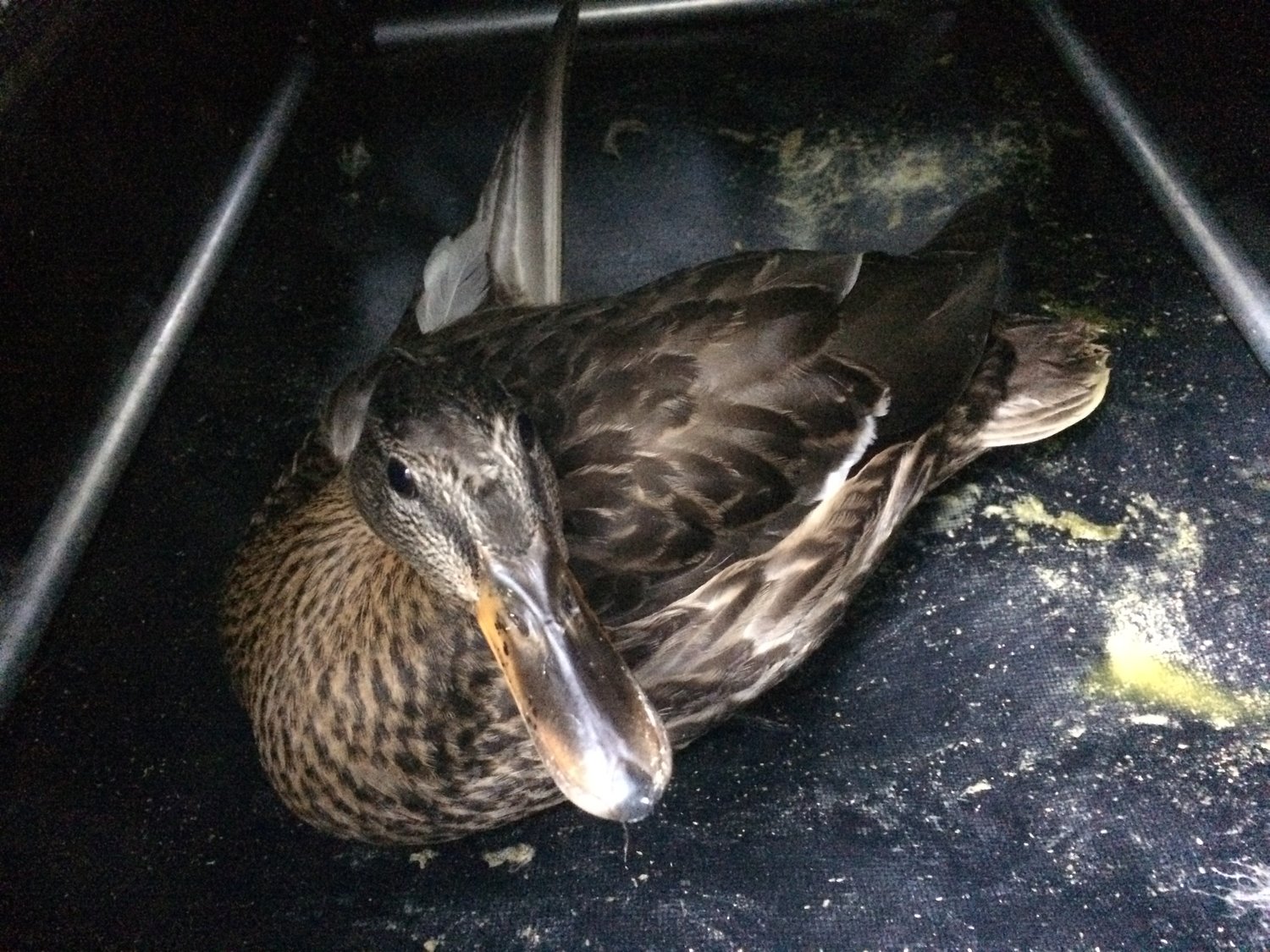This female mallard got a second chance to resume her wild life after colliding with a car in Pike County, PA. I transported her to the Pocono Wildlife Rehabilitation and Education Center in Stroudsburg for treatment.